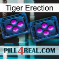 Tiger Erection 03